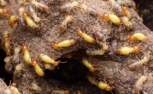 Control integral de plagas urbanas