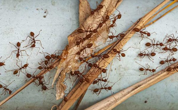 Control integral de plagas urbanas